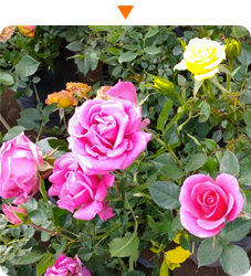 img-flores-inicio