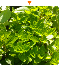 img-plantas-olor-inicio